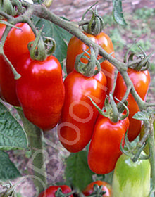 Solanum lycopersicum 'San Marzano'